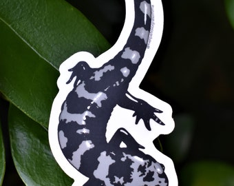 Salamander Stickers: Waterproof Vinyl Decals