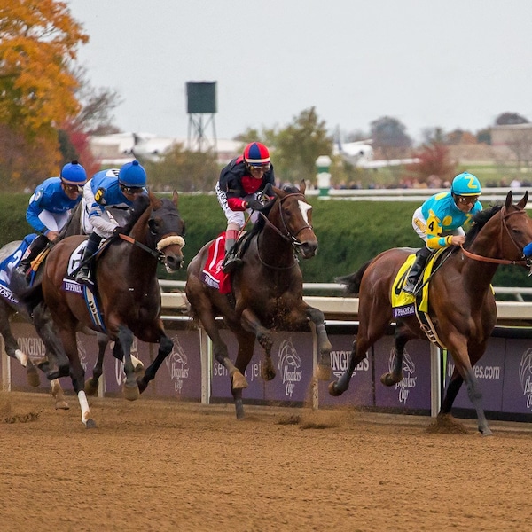 American Pharoah, Breeders' Cup, Keeneland, Triple Crown, Kentucky Derby, Lexington, Kentucky, Equestrian, Photo, Art, Print, Horse Decor