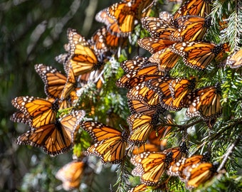 Monarch Butterfly Horizontal Fine Art Print - Photo Art Print for Home, Business, Office Nature Home Decor
