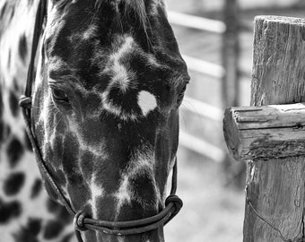 Fine Art Print of Appaloosa Horse, Black and White Canvas or Photo Print of Horses, Western Decor, Equine Artwork for Home Decoration