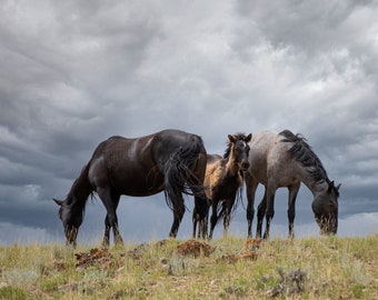 Wild Mustangs at the Lower Pryor Mountains, Fine Art Wild Horse Décor, Equestrian Canvas or Photo Print