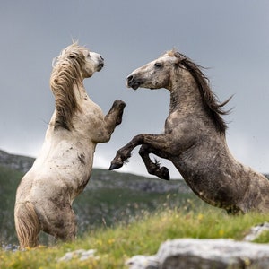 Wild Horses Rearing Up - Fine Art Print