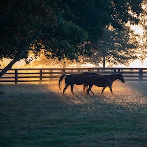 Horses in the Bluegrass Fall Sunrise Fog, Kentucky Equine Décor, Equestrian Horse Farm Photo Print, Art Photography