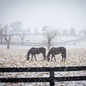 Kentucky Thoroughbreds in Snow Fine Art Print, Lexington Bluegrass Decor, Equestrian Horse Farm Photo Print, Art Photography
