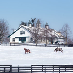 Fine Art Print of Thoroughbred Horse Farm, Bluegrass Kentucky, Horses Galloping In Snow, Equestrian Decor, Barn Wall Art, Horse Wall Art