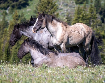 Wild Blue Roan Mustangs at the Pryor Mountains, Fine Art Wild Horse Decor, Canvas or Photo Print of Mustang Horses