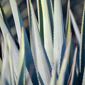 Blue Agave or Maguey Fine Art Print