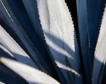 Blue Agave or Maguey Fine Art Print