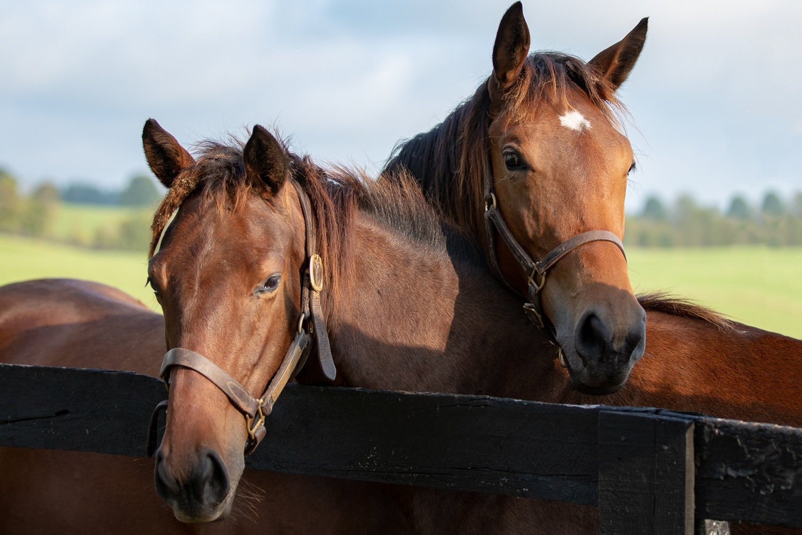 Fine Art Print of Kentucky Thoroughbred Horses Lexington - Etsy