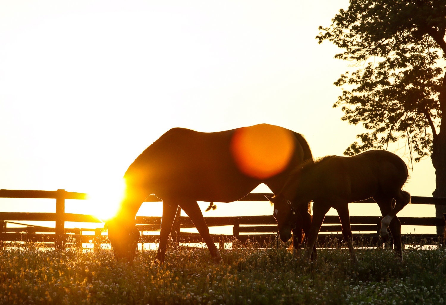 Horse Wall Art Photography Print, Equestrian Decor Art, Horses Grazing, Bluegrass Kentucky