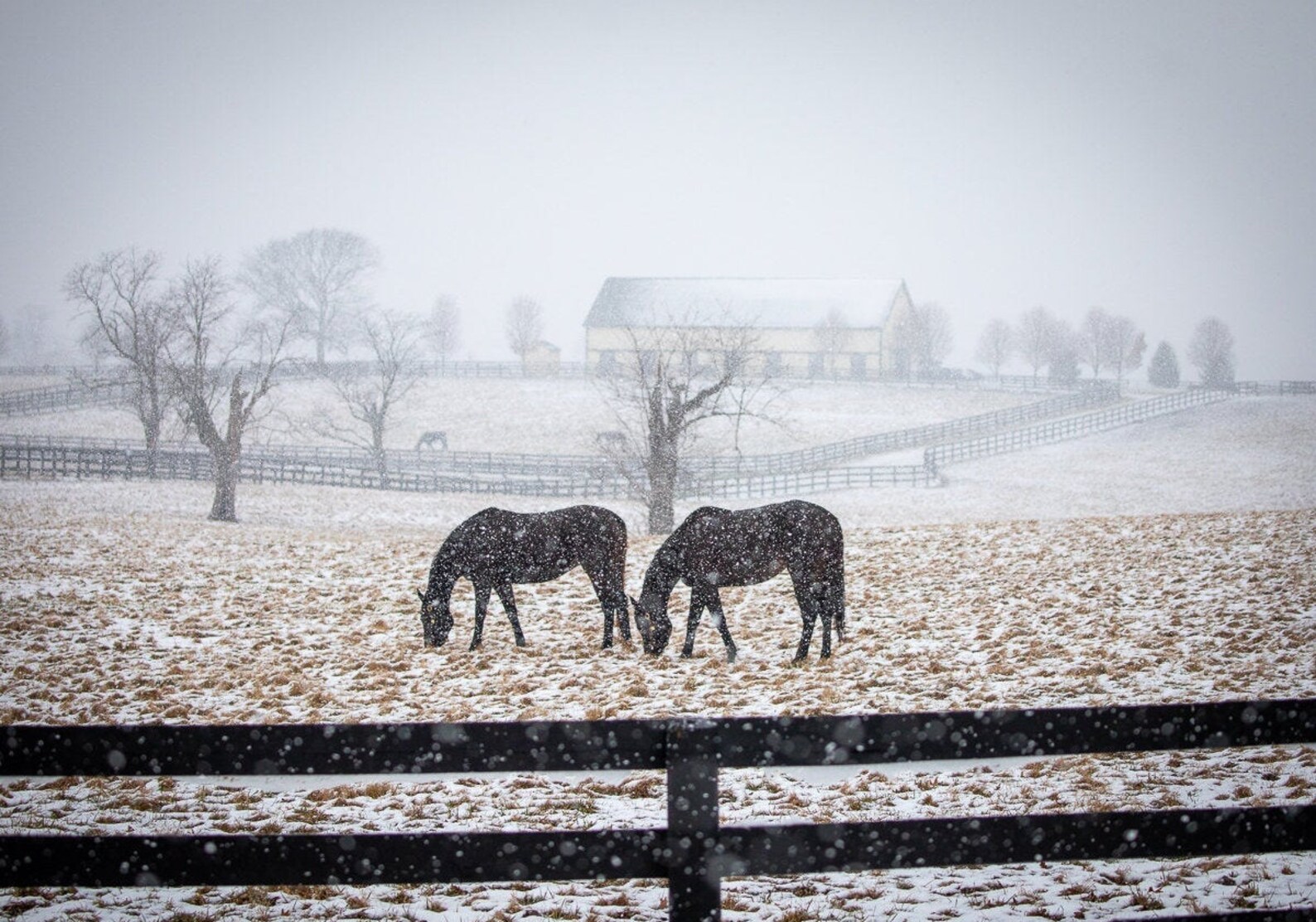 Kentucky Thoroughbreds in Snow Fine Art Print, Lexington Bluegrass