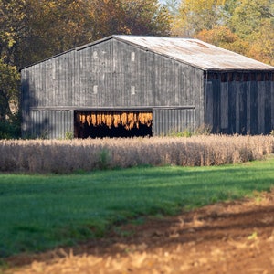 Fine Art Print of Kentucky Tobacco Barn
