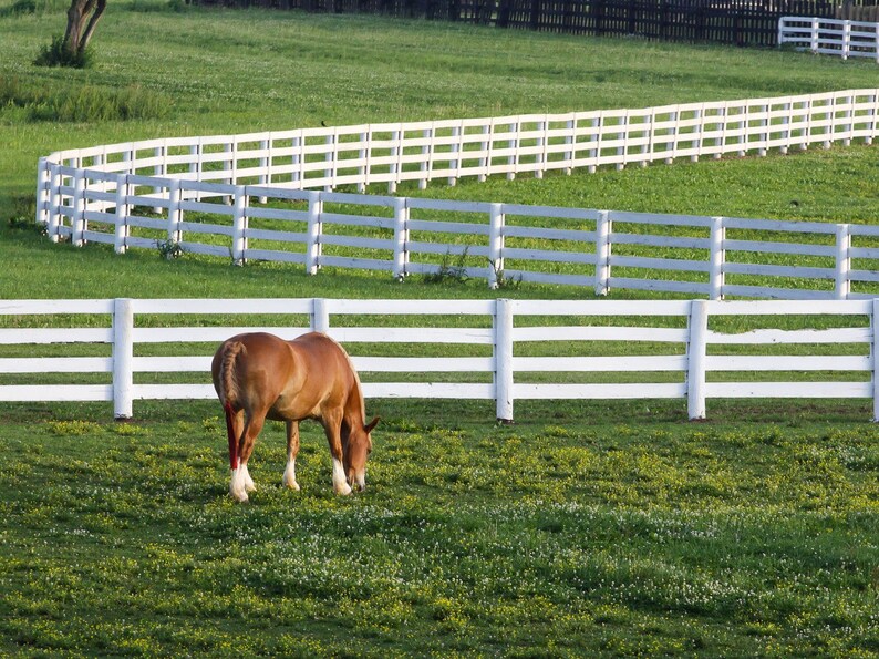 Fine Art Print of Grazing Horse at Kentucky Horse Park, Equestrian Decor, Horse Wall Art, Horse