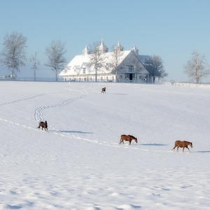 Fine Art Print of Manchester Horse Farm - Horse Wall Art - Equestrian Decor - Kentucky Art - Keeneland - Bluegrass - Horse Snow Canvas Print