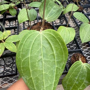 4” Hoya latifolia – Rare Large Leaf Wax Plant, Tropical Houseplant, Easy Care Indoor Vine, Live Plant in Growers Pot