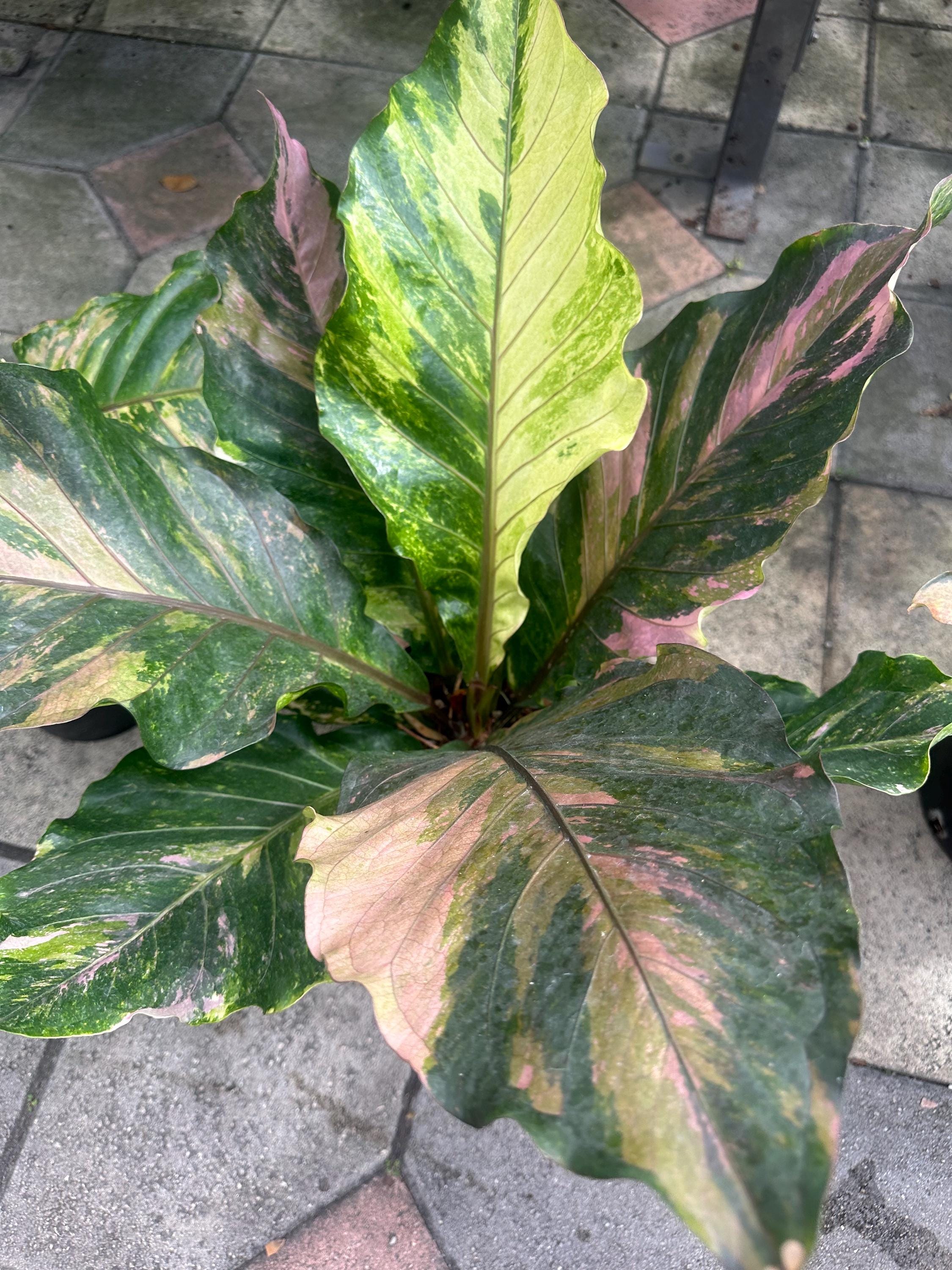 8” Anthurium Renaissance Tricolor - Etsy