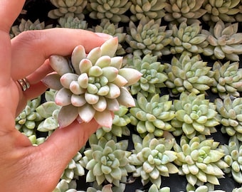 Echeveria Estrella plugs