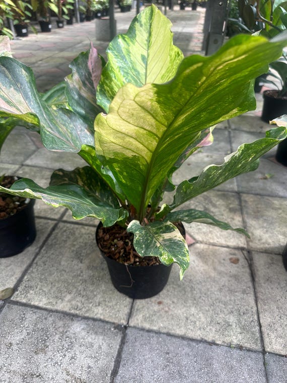 bonsai bäumchen schneiden Scharfe Bonsai Schere aus Stahl main image 0