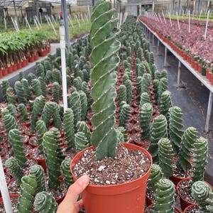 6” spiral cactus