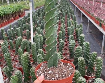 6” spiral cactus