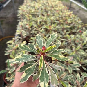4” crown of thorn variegated