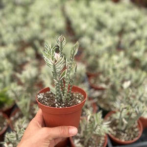 May include: A close-up of a small potted succulent plant with white and green variegated leaves. The plant is in a brown plastic pot and is being held by a hand.