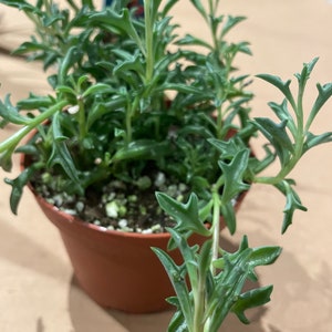 May include: A small potted succulent plant with green leaves. The plant is in a brown pot and is sitting on a light brown surface.