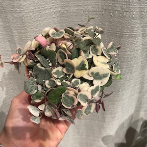 May include: A small potted plant with green and white variegated leaves. The leaves are heart-shaped and have a pink tinge around the edges.