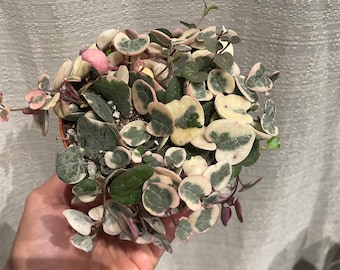 4” variegated string of heart