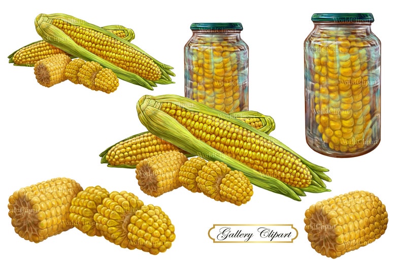 Corn Clipart Corn Drawing Food Clipart Farm Clipart Etsy