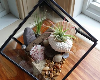 Air Plant Terrarium | Tillandsia | Beach Decor | Geometric Terrarium | Glass Terrarium | Air Plant Gift | Airplant | Pink Sea Urchin