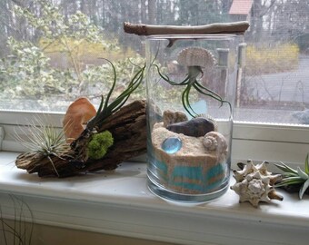Air Plant Jellyfish Terrarium | Tillandsia | Beach Decor | Air Plant Gift | Airplant | Air Plant Sea Urchin | Air Plant Jelly Fish