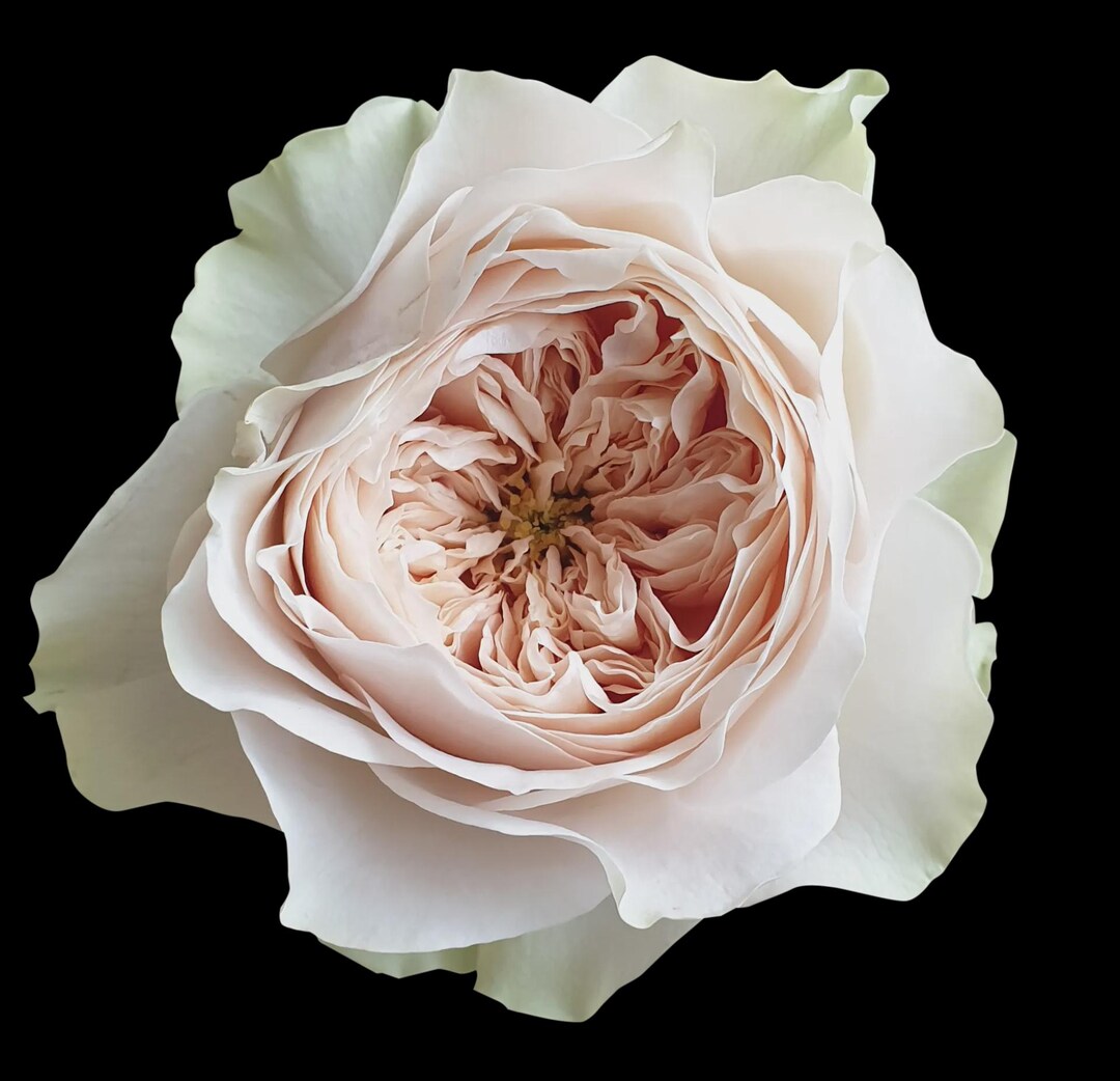 Shades of Beige Live Garden Rose Plant | Bare Root Grafted on Vigorous ...