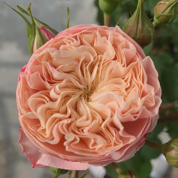 Rosal de jardín clásico victoriano vivo / Raíz desnuda