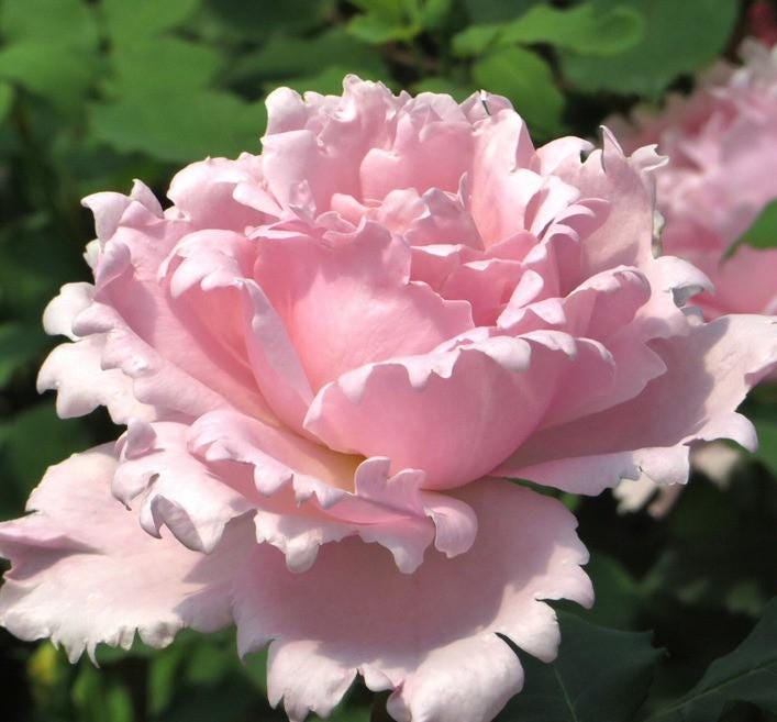 Sophie Rochas Live Garden Rose Plant Climbing Rose | Potted