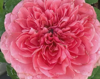 Middleton Live Garden Rose Plant | Bare Root Grafted on Vigorous and Healthy Rootstock 2-3 Years Old ready to bloom