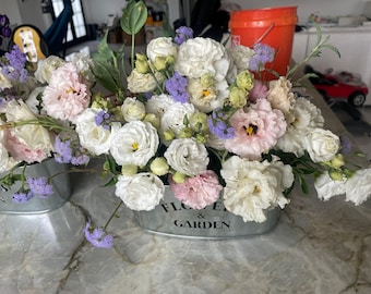 Lisianthus 1 Plug Well Rooted Starter Plants, Eustoma Seedlings Cut Flower Garden, Wedding Bouquets Rose-Like Blooms Very Limited