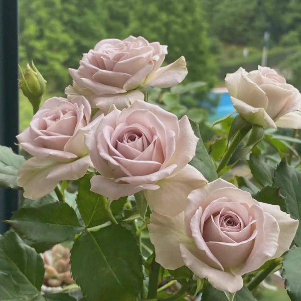 Rosa de jardín Notre Dome Rose, planta viva / raíz desnuda