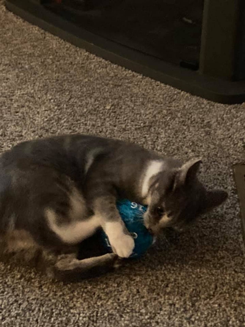 d20 cat toy