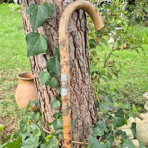 Pode incluir: Um bastão de madeira vintage com uma pega curva, encostado a um tronco de árvore. O bastão tem faixas de metal decorativas e um acabamento escuro e padronizado. A hera verde envolve a árvore e o bastão.