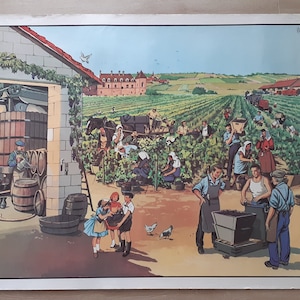 Affiche d'école vintage, Oberthur, année 1965,  n 37 ," L'Elevage " et n38 " La vigne "affiche pédagogique