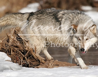 Commercial Image Print License Digital Download of 1 Wolf reference resource image for artists to paint