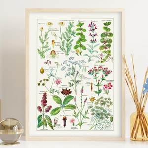 Verdauungsorgane und Pflanzenarten. Vintage Illustration von medizinischen Blumen und Pflanzen. Druckbares digitales Papier. Kommerzielle Nutzung.