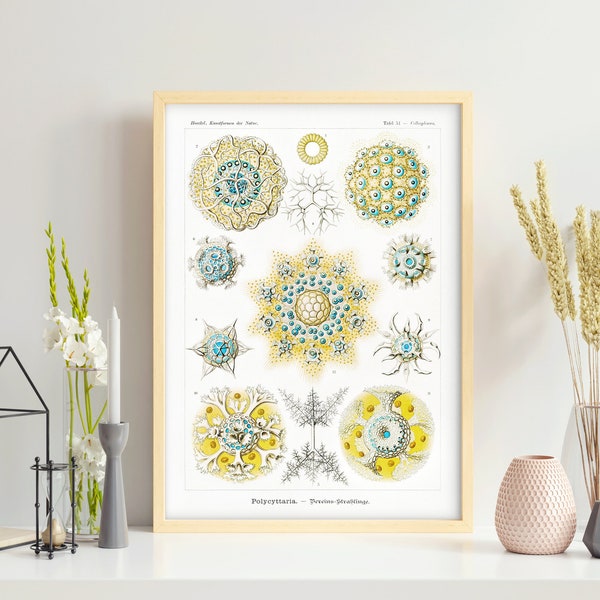 Microbiology Poster. Vintage Lithograph by Ernst Haeckel and Adolf Giltsch ca. 1900 - Polycyttaria. Printable Digital File. Biology Wall Art