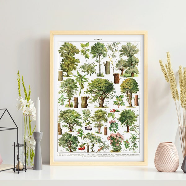Vintage Poster of Tree Species IV. Wall Art. Hand-drown Illustration of Decorative Trees. Printable Digital File for Decor and Education.