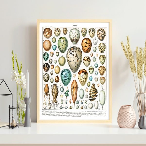 Vintage Egg Collection by Adolphe Millot. Larousse Printable Wall Art. Digital file. Ornithology Illustration Poster for Home, Office Decor.