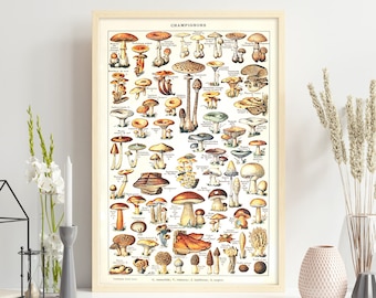Paddenstoelensoorten en -soorten #3. Eetbare, giftige en dodelijke paddenstoelen. Vintage illustratie voor thuis- en kantoordecoratie. Leer paddenstoelen.