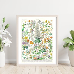 Flower Species #1 Printable Wall Art. Vintage Botanical Illustration. Flower Art Poster for Home Office Decor. Digital File