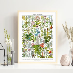 Medicinal Herbs and Plants Species ll. Vintage Scientific Illustration of Medicinal Flowers and Healing Plants. Flower Wall Art Collection.