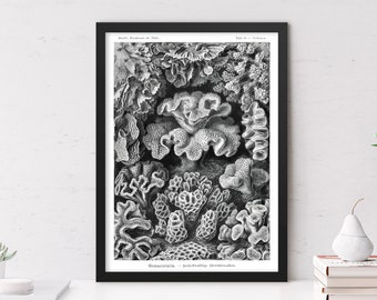 Hexacoralla-vintage style archival print